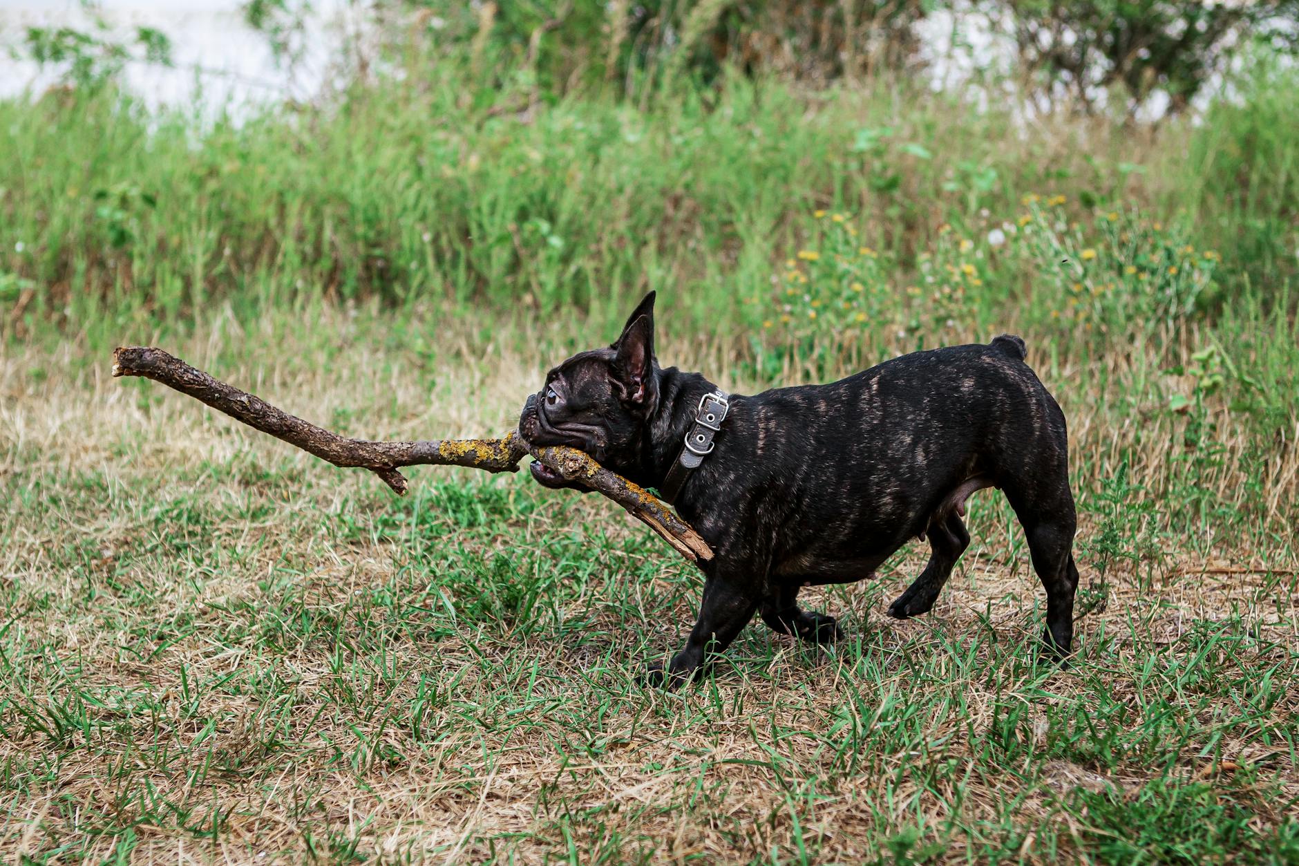 Understanding your pup’s movements can strengthen your bond and safeguard their health.