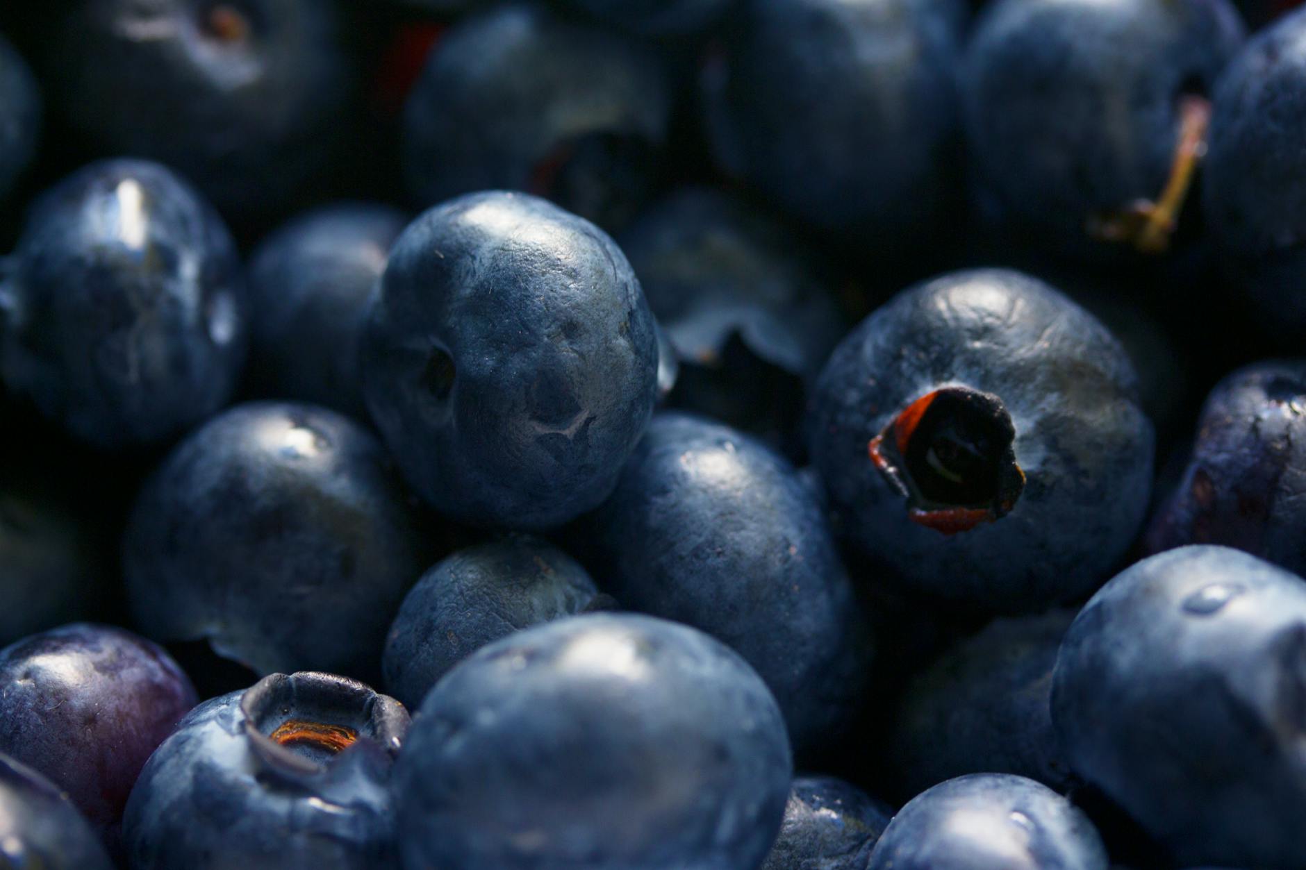 Why Is My Blueberry Plant Dying? Causes, Solutions, and Expert Care Tips Balanced soil care and watering restore health and boost fruit production.