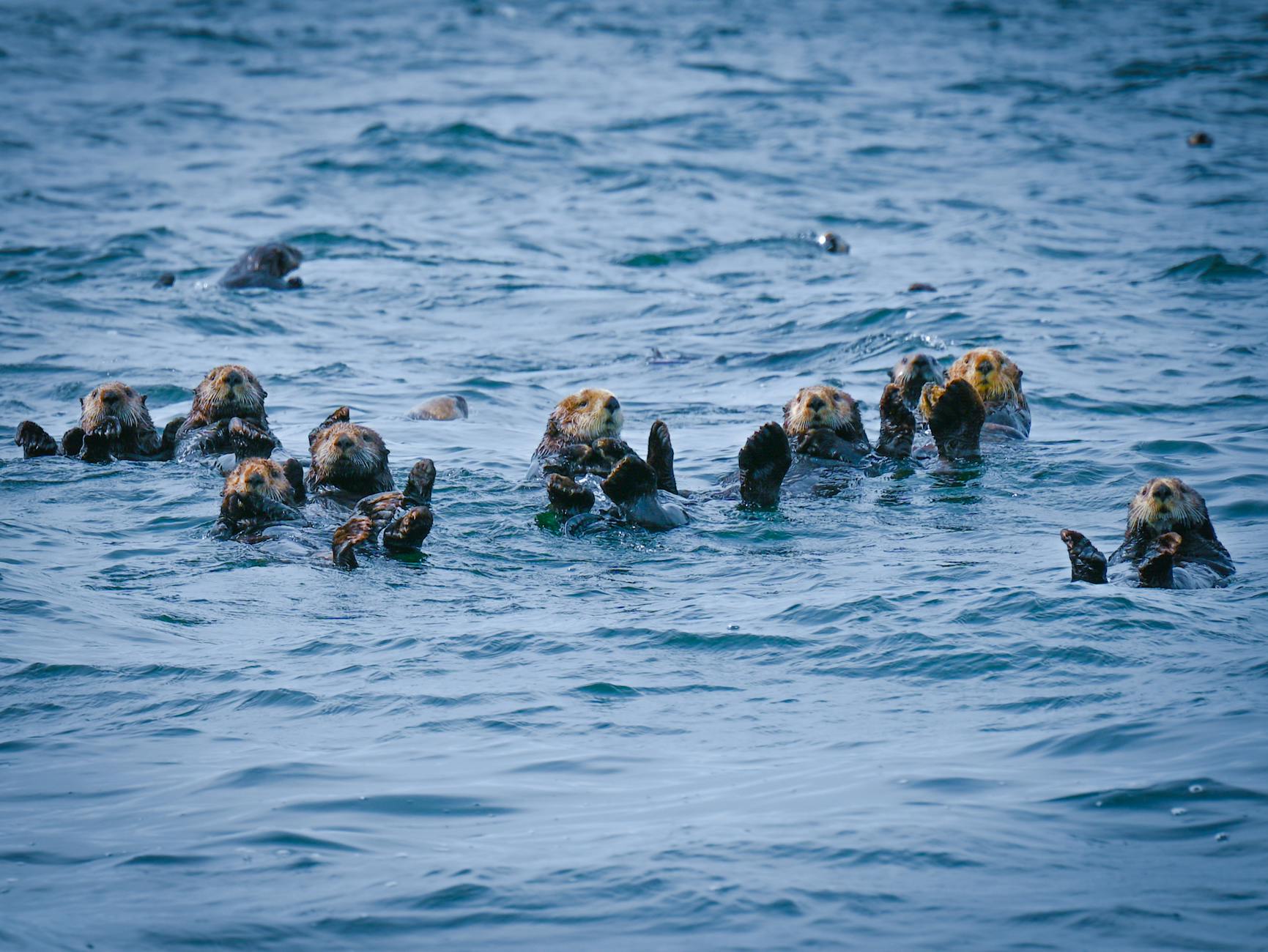 A simple clasp of paws ensures these marine mammals stay united and protected at sea.