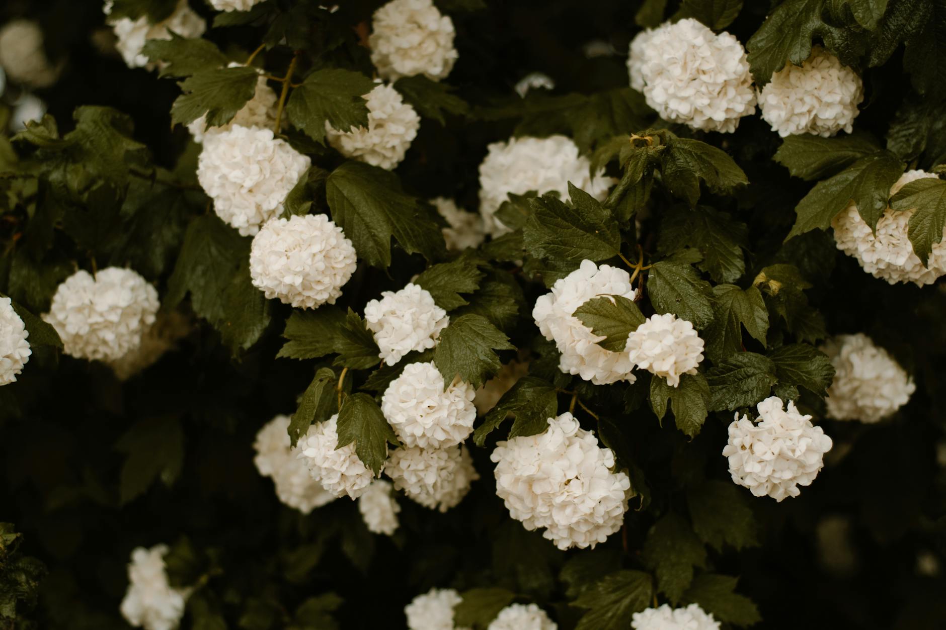 Sweet, musky blooms offer unexpected fragrance and charm when gardens lie dormant.