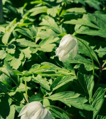 Wood Anemones (Anemone nemorosa): A Complete Guide to Growing, Cultivating, and Enjoying Woodland Jewels