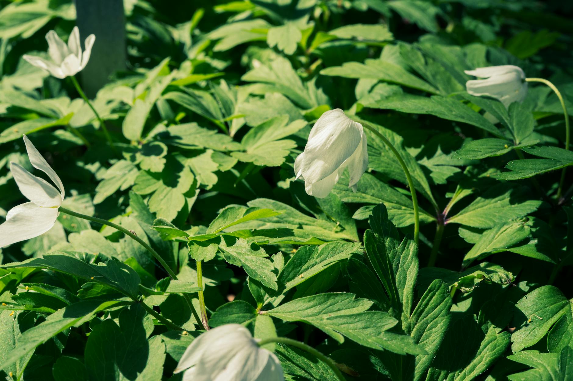 A tapestry of star-shaped blossoms that flourishes in dappled spring shade.