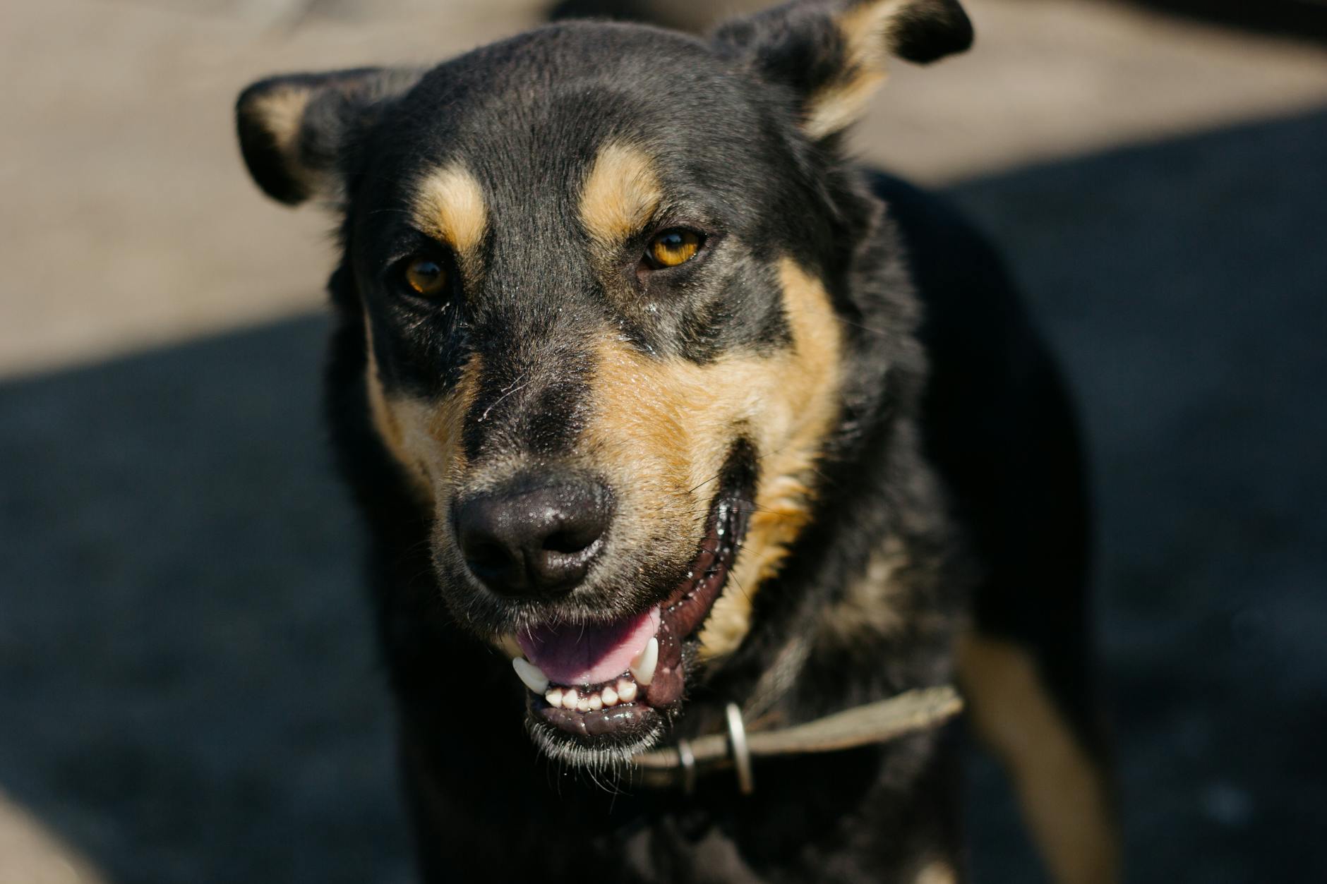 Working Kelpie: The Energetic and Devoted Australian Sheepdog Boundless enthusiasm and keen smarts form a companion built for tough outdoor tasks.