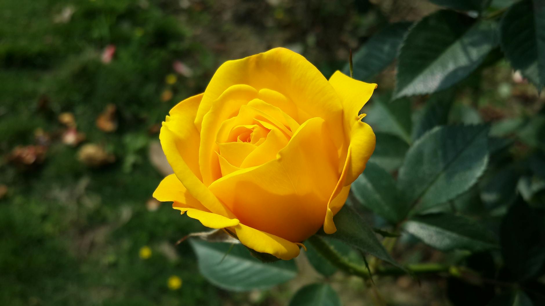 17 Vibrant Yellow Rose Varieties to Brighten Your Garden Cultivars offer unique color, fragrance, and hardiness tailored to your outdoor space.