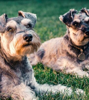 Yorkshire Terrier vs. Silky Terrier: Key Differences, Similarities, and Choosing the Right Breed