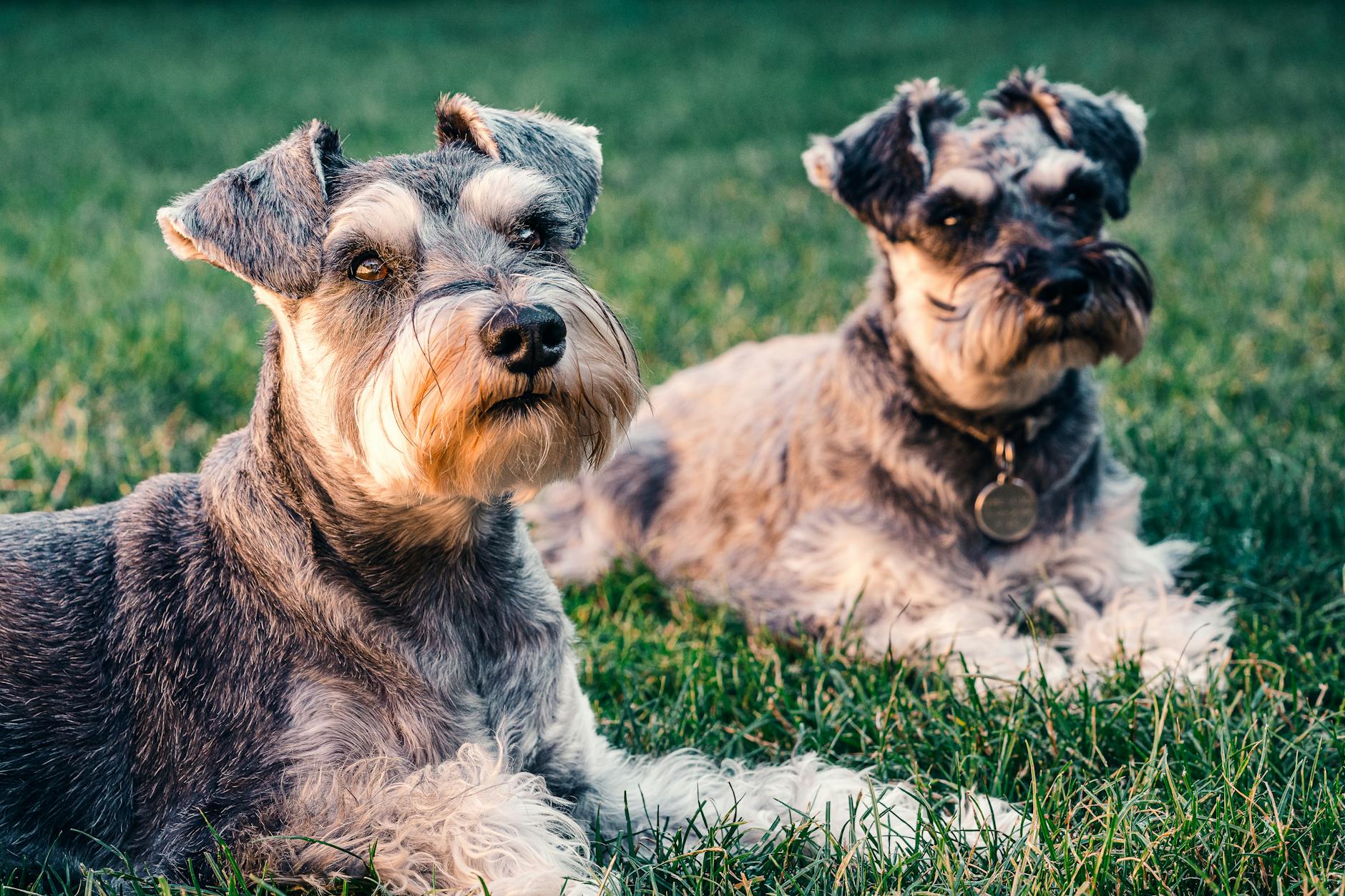 Discover which petite pup’s personality and grooming needs align with your lifestyle.