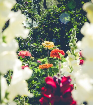 Learn which blooms thrive in containers, borders, or bouquets to elevate your outdoor space.