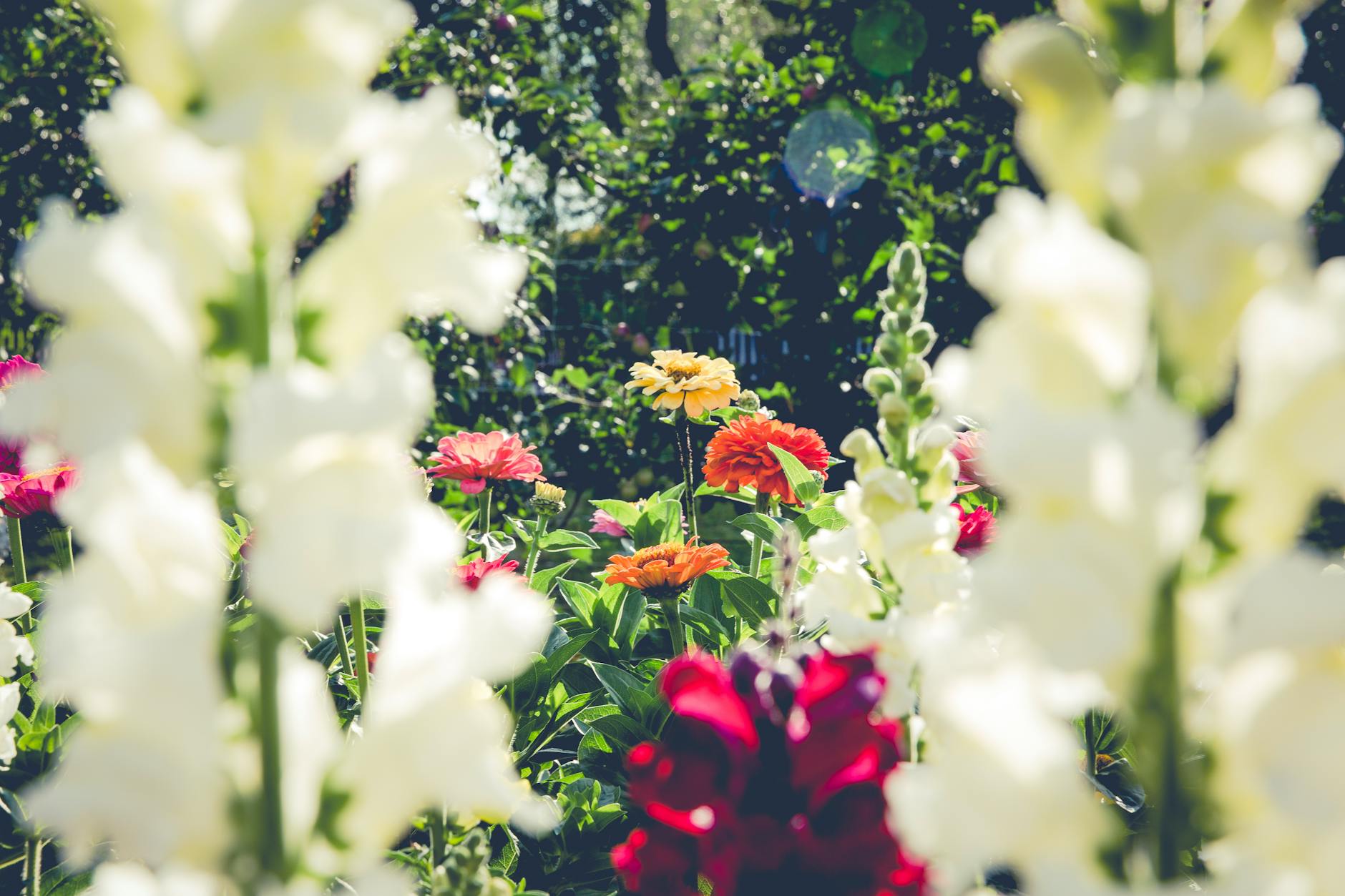 Learn which blooms thrive in containers, borders, or bouquets to elevate your outdoor space.