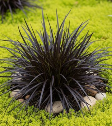 Add striking color and texture to your garden with Black Mondo Grass, a dramatic, low-maintenance perennial.