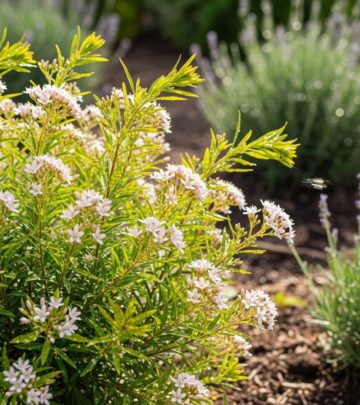 Discover how this aromatic, low-maintenance South African shrub can transform your garden with heavenly fragrance