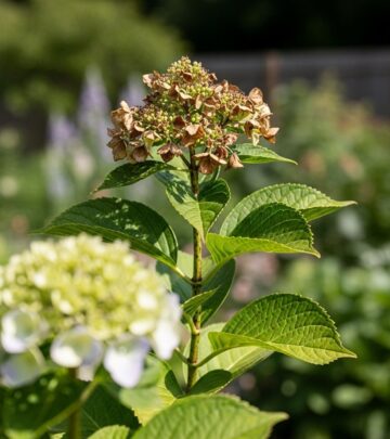 Unlock vibrant garden colors by mastering essential care tips to boost blossom growth.