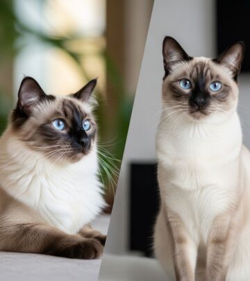 Pick a companion whose coat, energy levels, and grooming needs fit your home life.