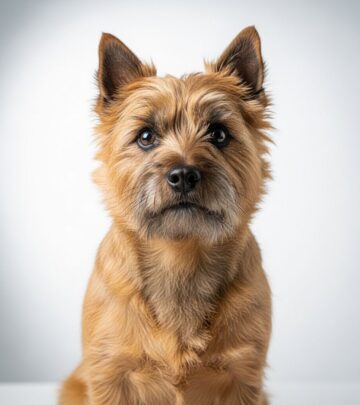 Small yet spirited companions offering loyalty, charm, and low-maintenance grooming tips.