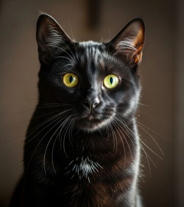 Heredity and pigment distribution combine to create each feline’s unique iris shade.