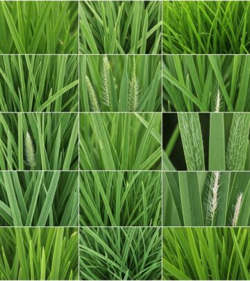 Matching grass types to their ideal care routines ensures greener, more resilient turf.