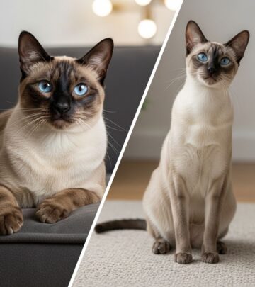 Find the feline companion whose personality and energy level fit your lifestyle.