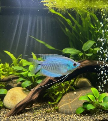 A lush, slow-moving tank with cover helps these fish reveal their brightest colors.