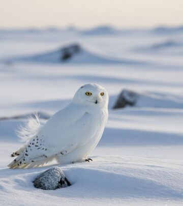Fluffy plumage and keen senses help snowy owls thrive in frost-covered wilds.