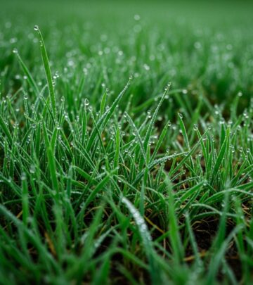 Explore the environmental science behind why your lawn brightens up after rainfall, from nitrogen cycles to hydration and natural plant rejuvenation.