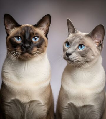 Find the feline companion whose personality and energy level fit your lifestyle.