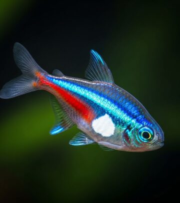 Identify subtle fish health changes early to safeguard your entire aquarium ecosystem.