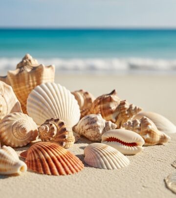 Discover the environmental impact behind seashell souvenirs and how mindful choices support ocean and coastal conservation.